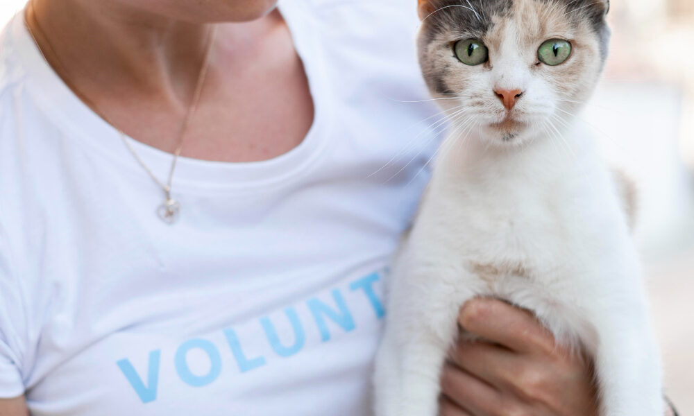 Gato com queda de pelo